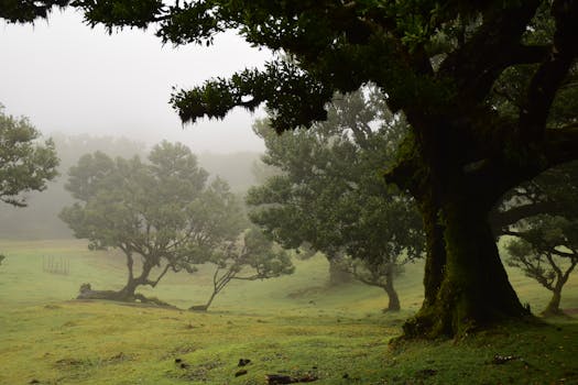 Enchanting view of a mist-covered laurel forest in Madeira, Portugal.