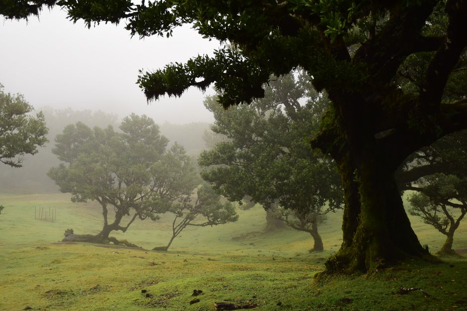 Enchanting view of a mist-covered laurel forest in Madeira, Portugal.