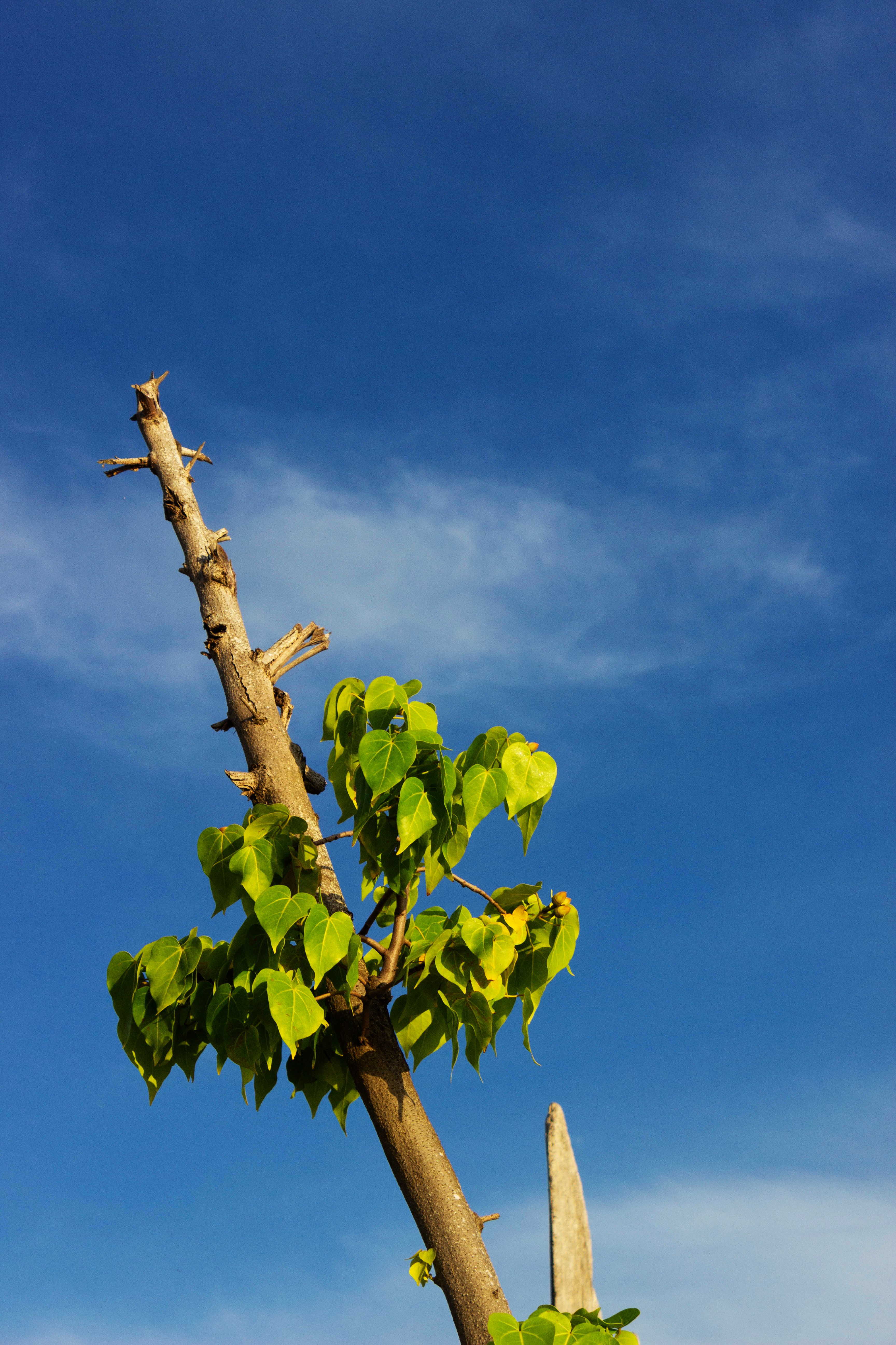 Isolated Tree Branch Against Clear Blue Sky · Free Stock Photo