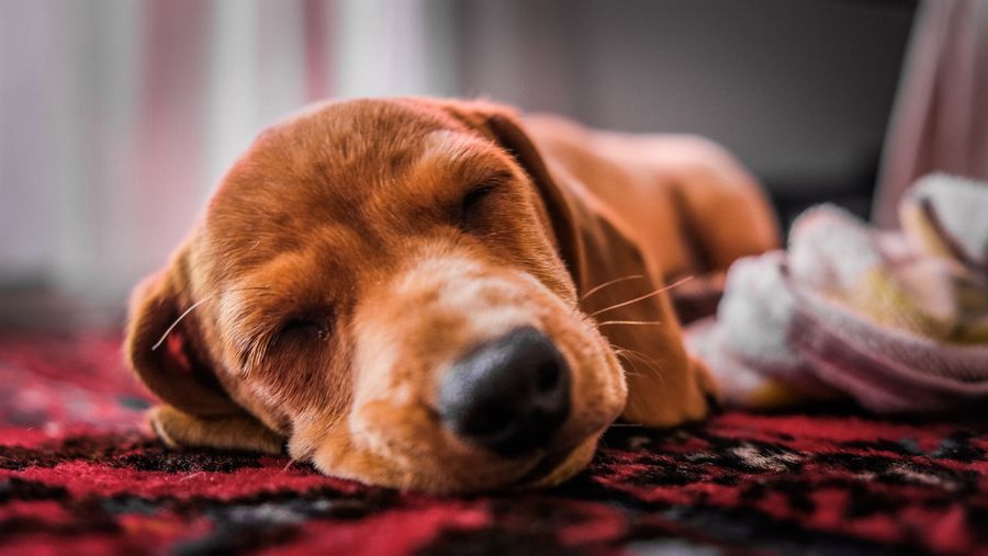Dog resting peacefully calm and healthy indoors on a rug