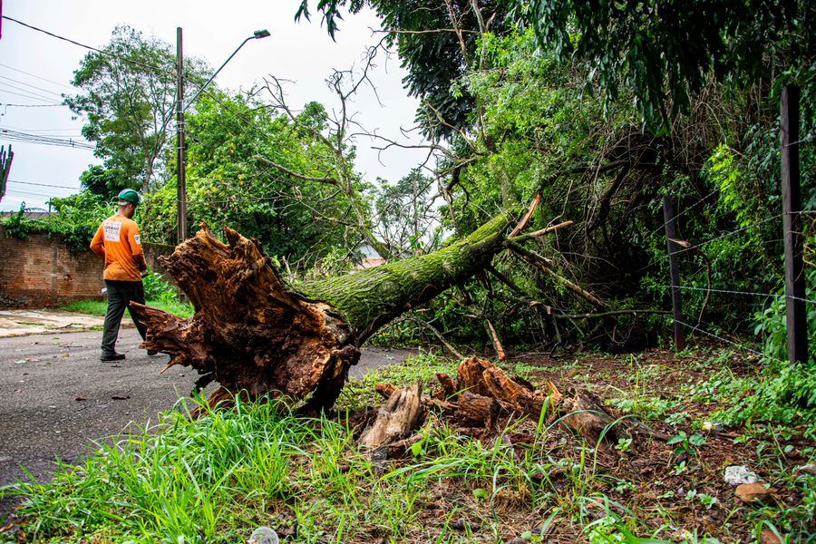 Tree removal in Brantford