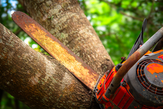 Close-up of a rusty chainsaw cutting through a tree trunk in a forest setting. Vivid colors and detailed textures.