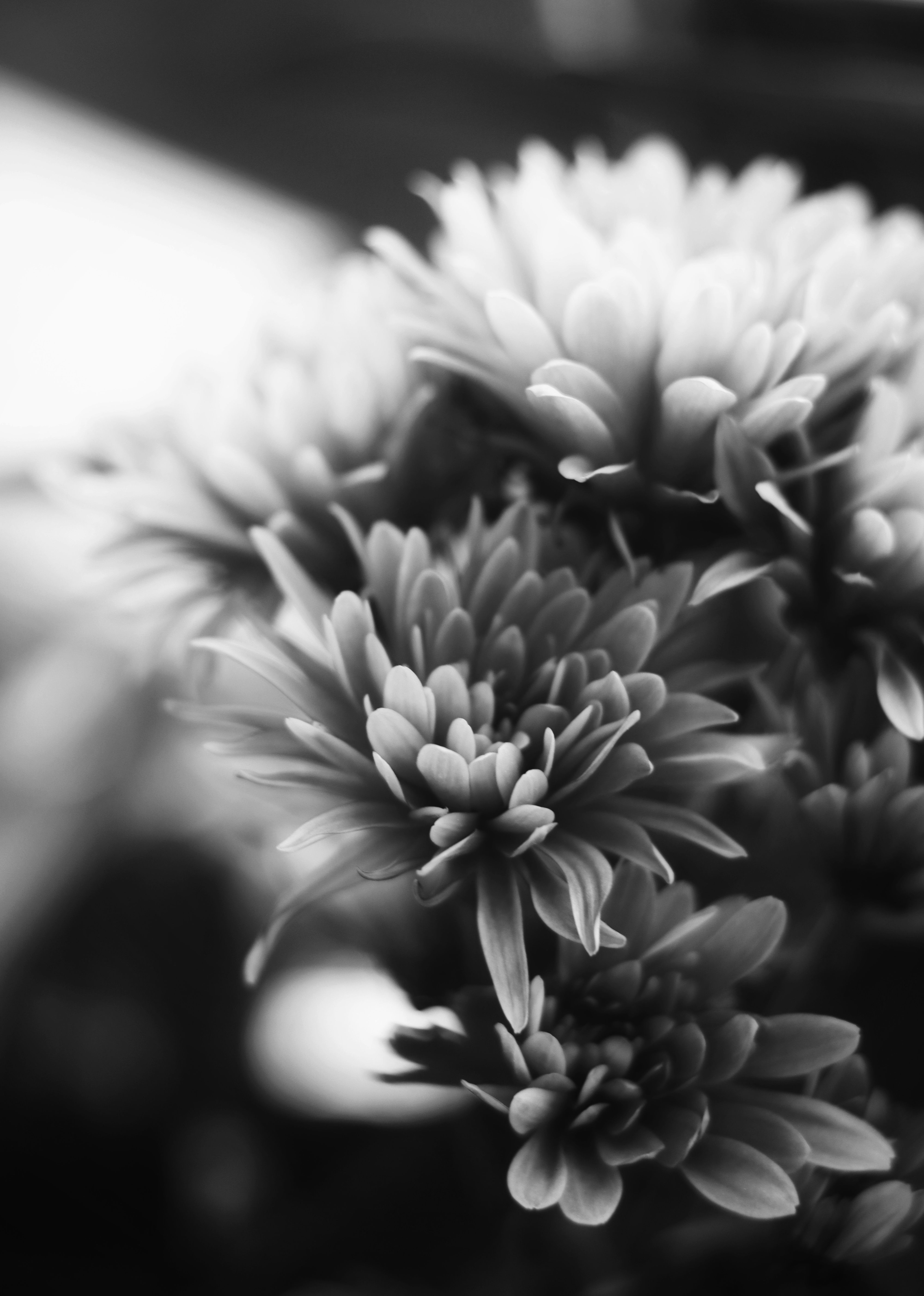 [ColoSach]-elegant-black-and-white-chrysanthemum-flowers-captured-in-close-up,-showcasing-intricate-petals.