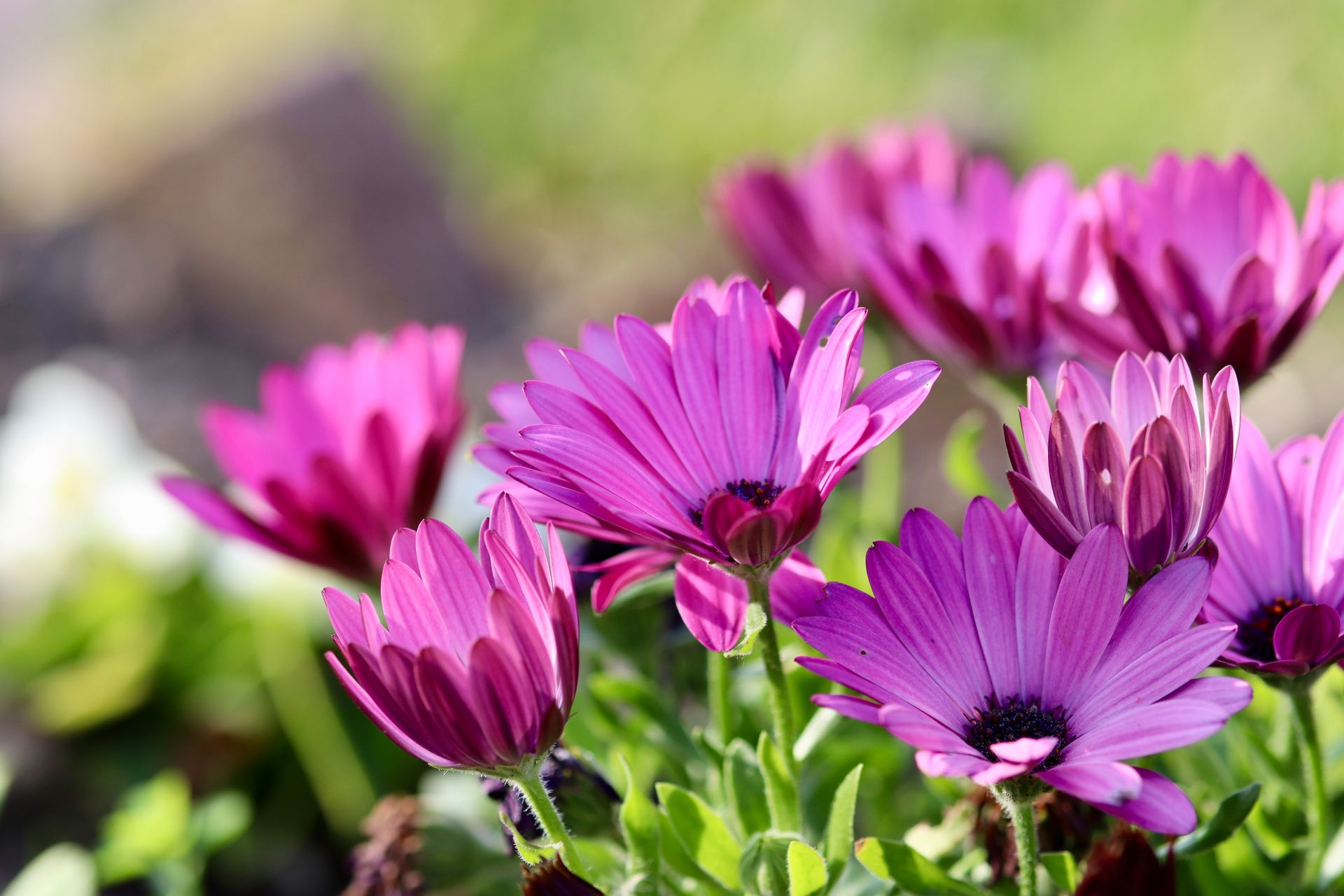 Close-up of vibrant purple African daisies blooming in a sunny garden setting.
