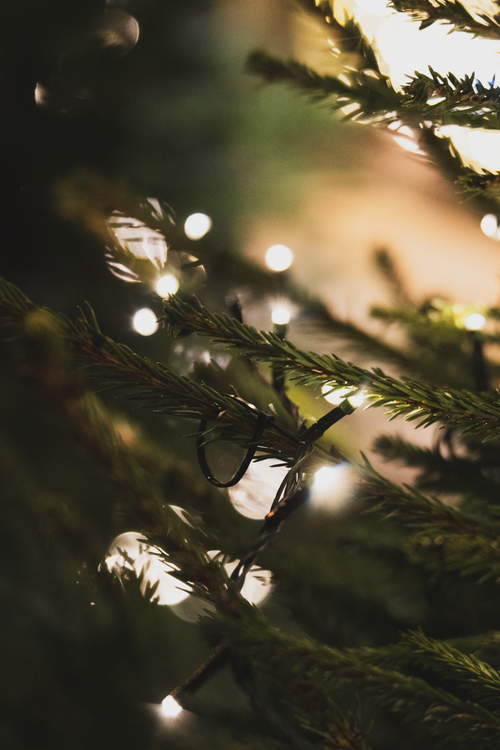 Free Close-up of Christmas tree branches adorned with twinkling lights, capturing a warm festive ambiance. Stock Photo
