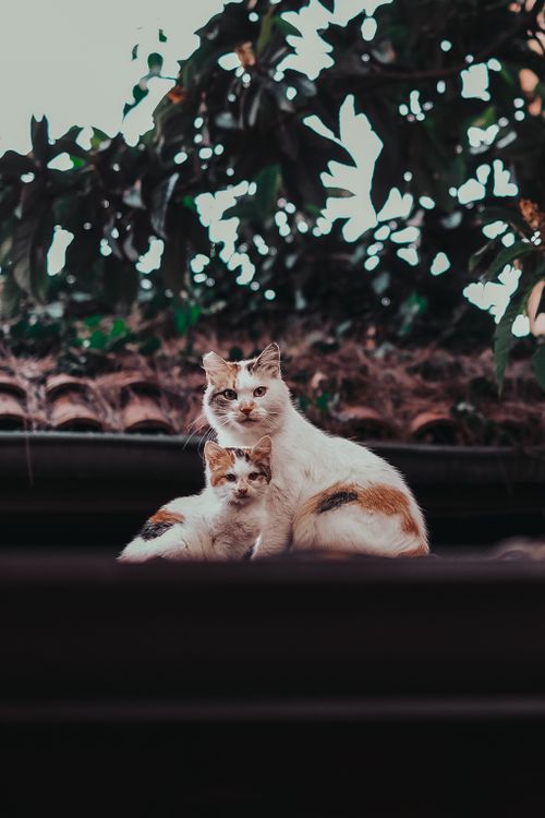 Free A calico mother cat and her kitten sit on a rustic roof surrounded by greenery. Stock Photo