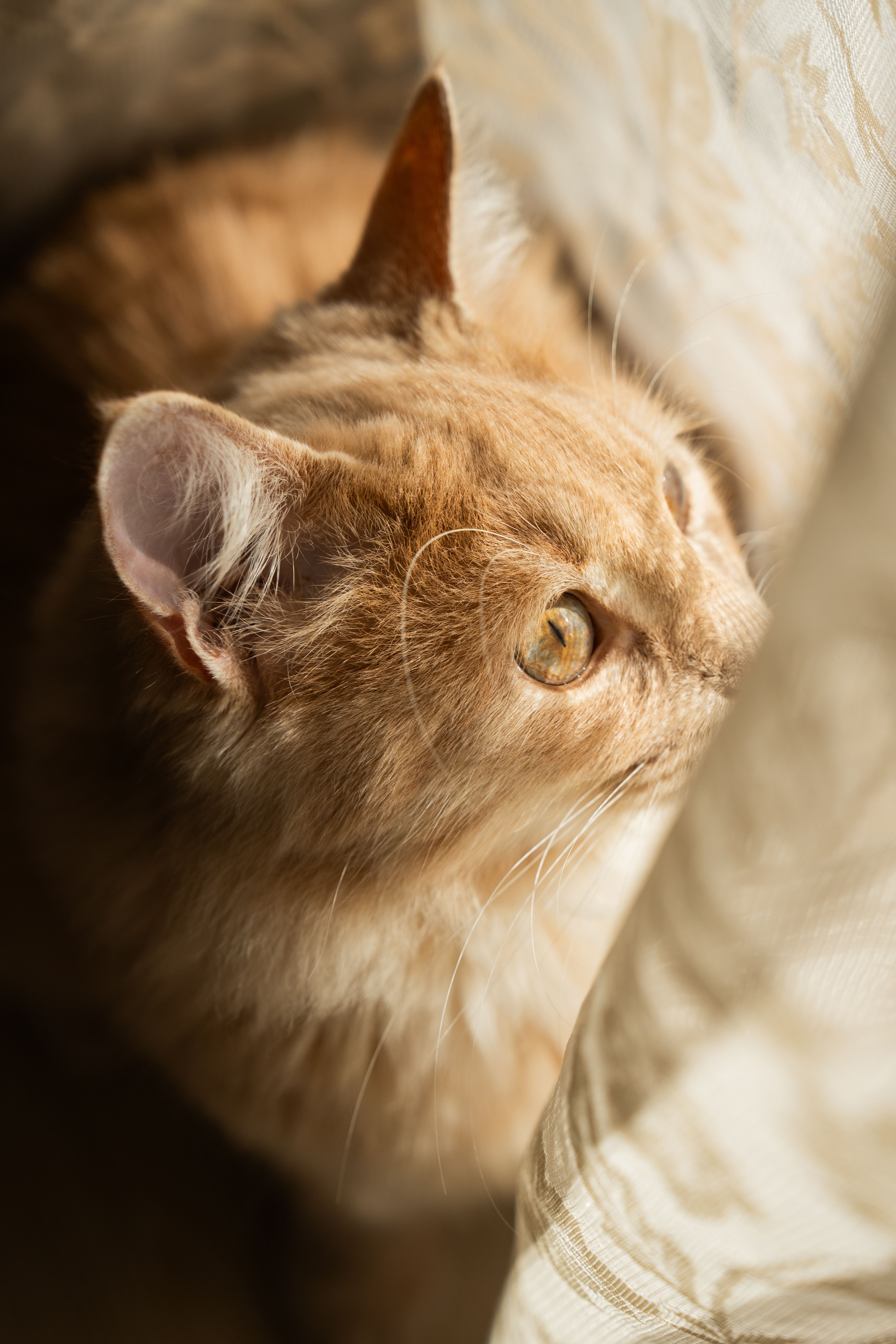 Close-up of Furry Orange Tabby Cat by Window · Free Stock Photo