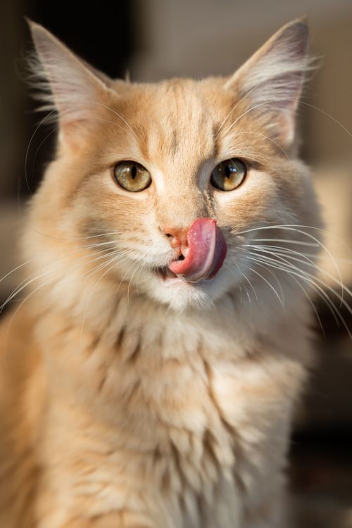 Free Charming ginger Maine Coon cat with tongue out, captured in natural light. Stock Photo