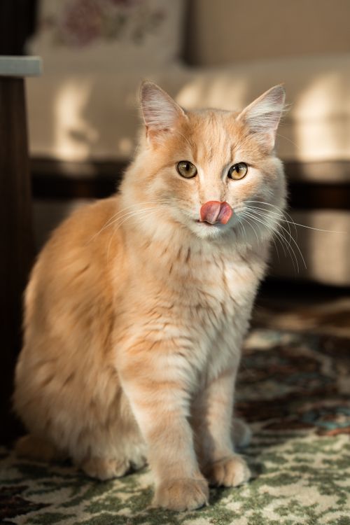 Free A fluffy ginger cat sitting indoors while licking its nose in warm sunlight. Stock Photo