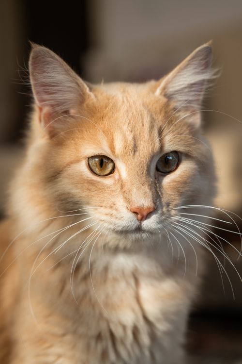 Free A detailed close-up of a fluffy ginger cat with stunning eyes, perfect for pet lovers. Stock Photo