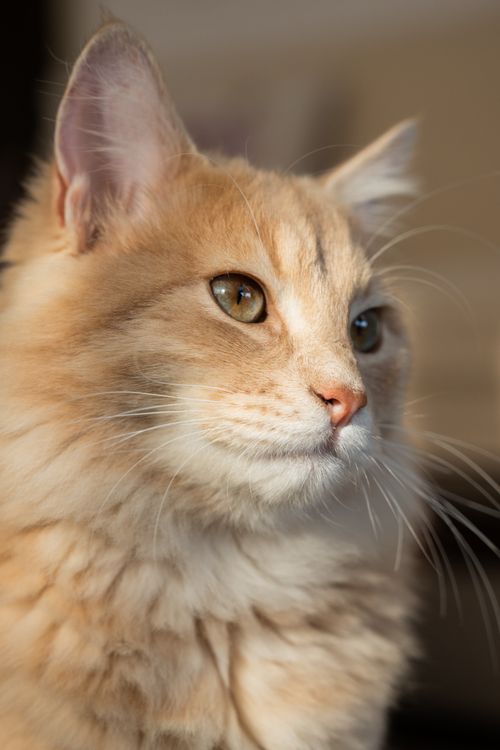 Free A detailed close-up portrait of a fluffy orange domestic cat with soft lighting. Stock Photo