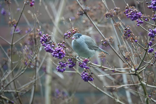 Creating a Winter Wildlife Garden With Minimal Effort