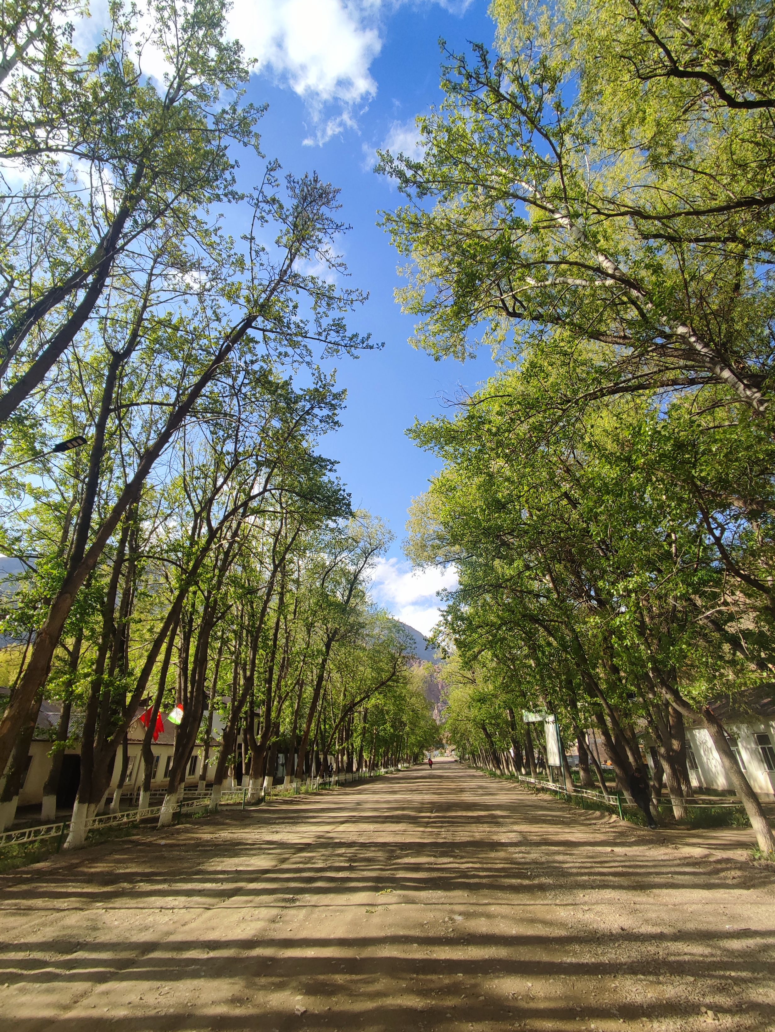 Serene Tree-Lined Pathway Under Clear Blue Sky · Free Stock Photo