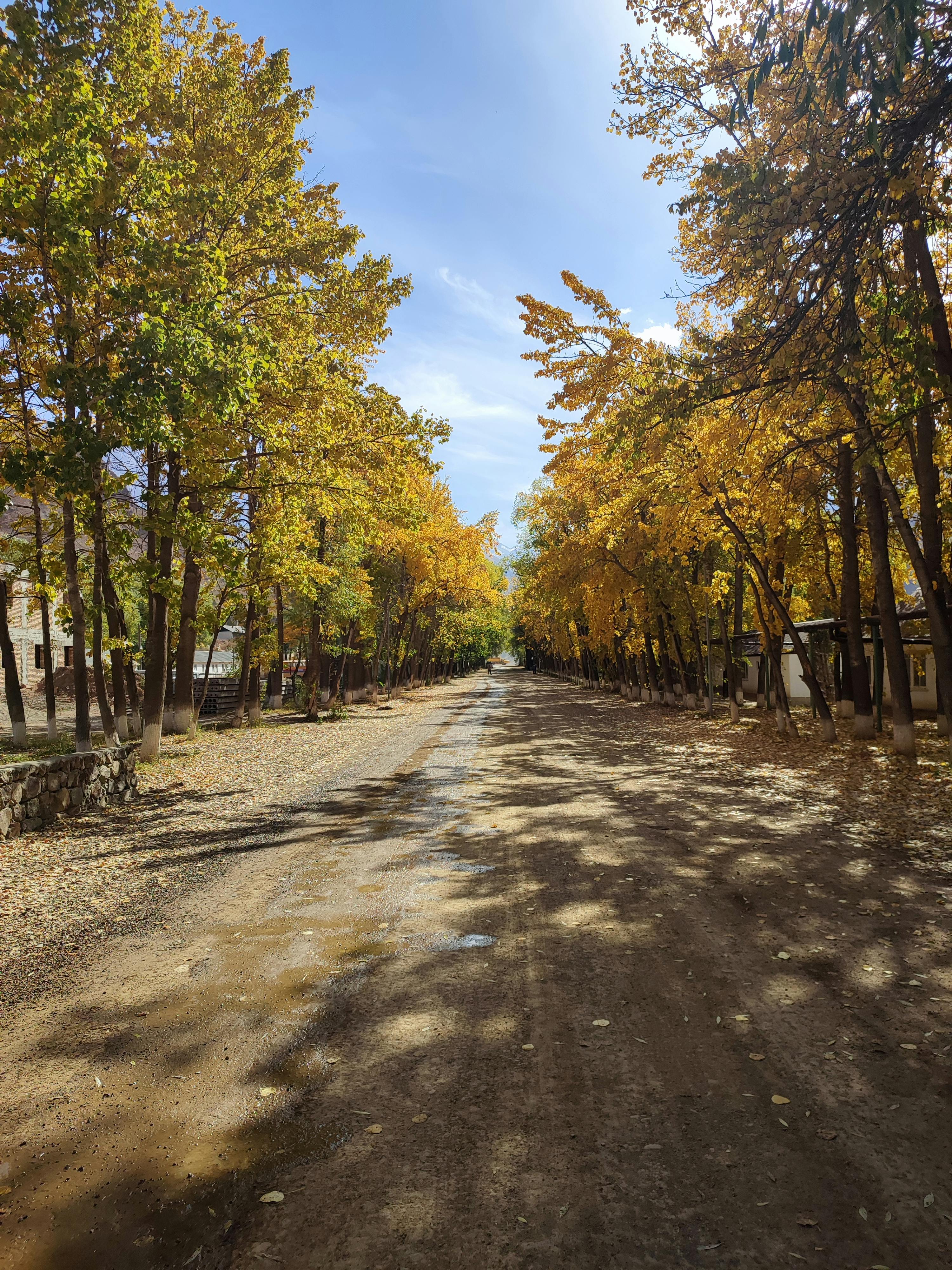 Beautiful autumn scene with vibrant yellow foliage lining a peaceful dirt road, captured outdoors.