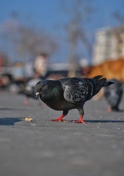 A sharp image of a pigeon with iridescent feathers feeding on a sunny day.