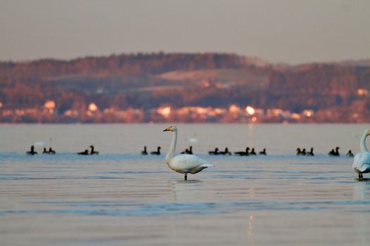 Peaceful swans on a calm lake during sunset with hills in the background.