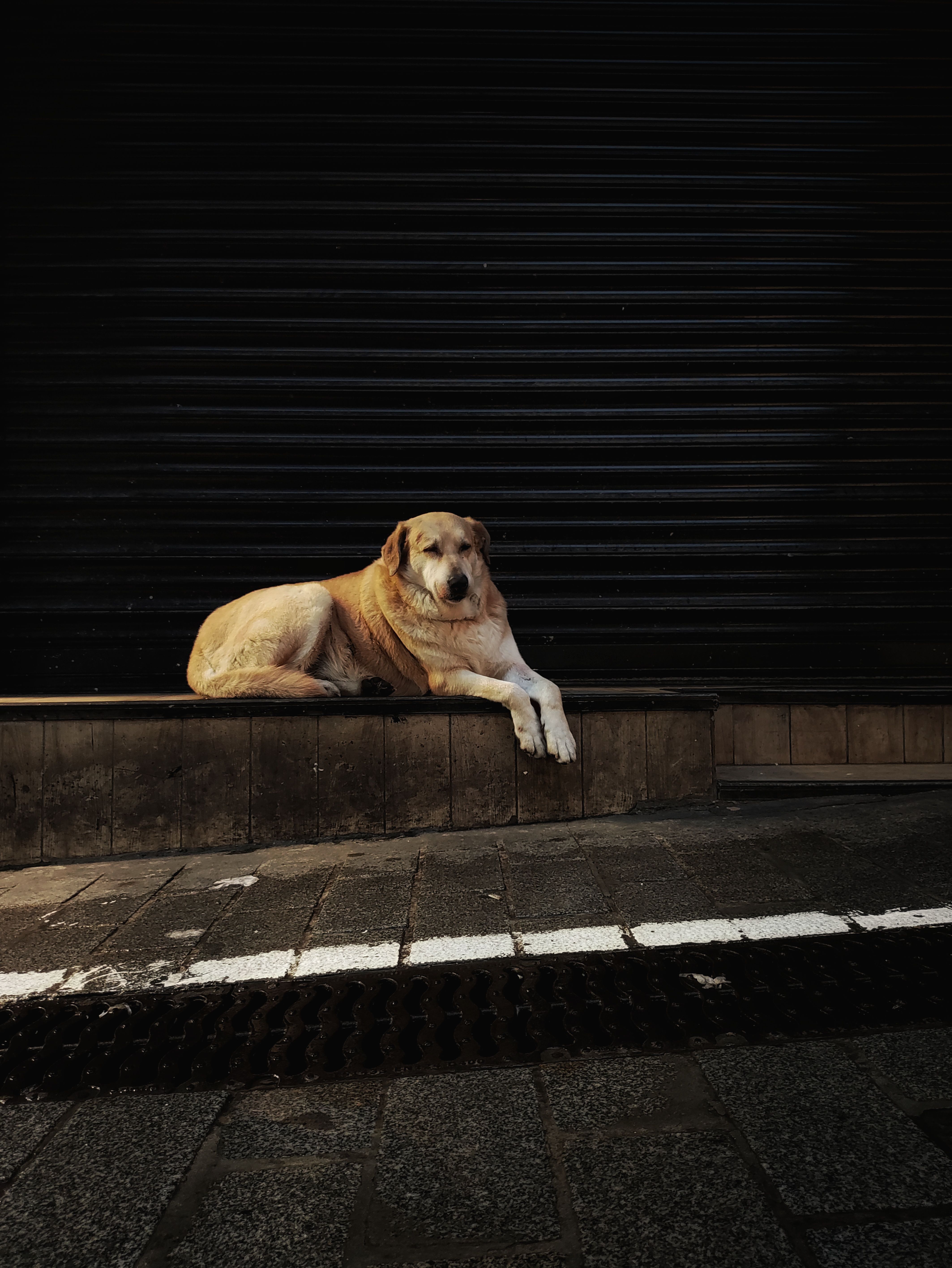 Labrador Retriever Resting on Sidewalk · Free Stock Photo