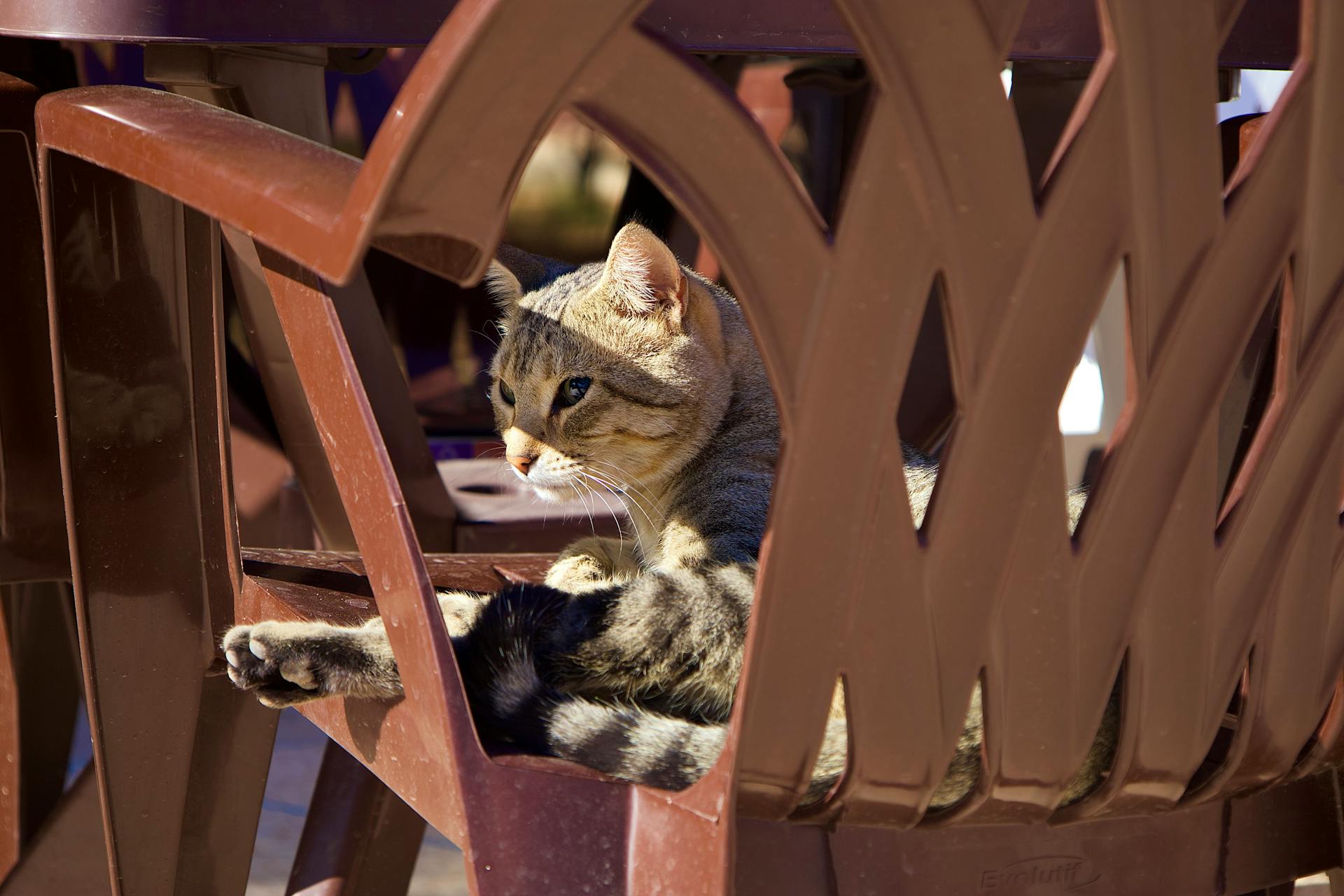 Free stock photo of animals, cat, lazy cat