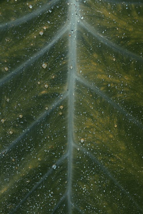 Close-Up Photo of Leaf