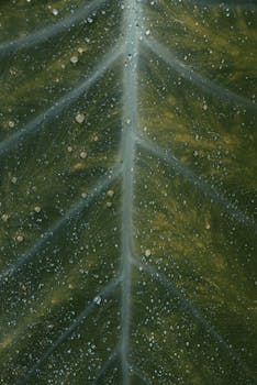 绿叶叶脉上露珠的特写镜头，清晰地展现了自然的质地与新鲜感