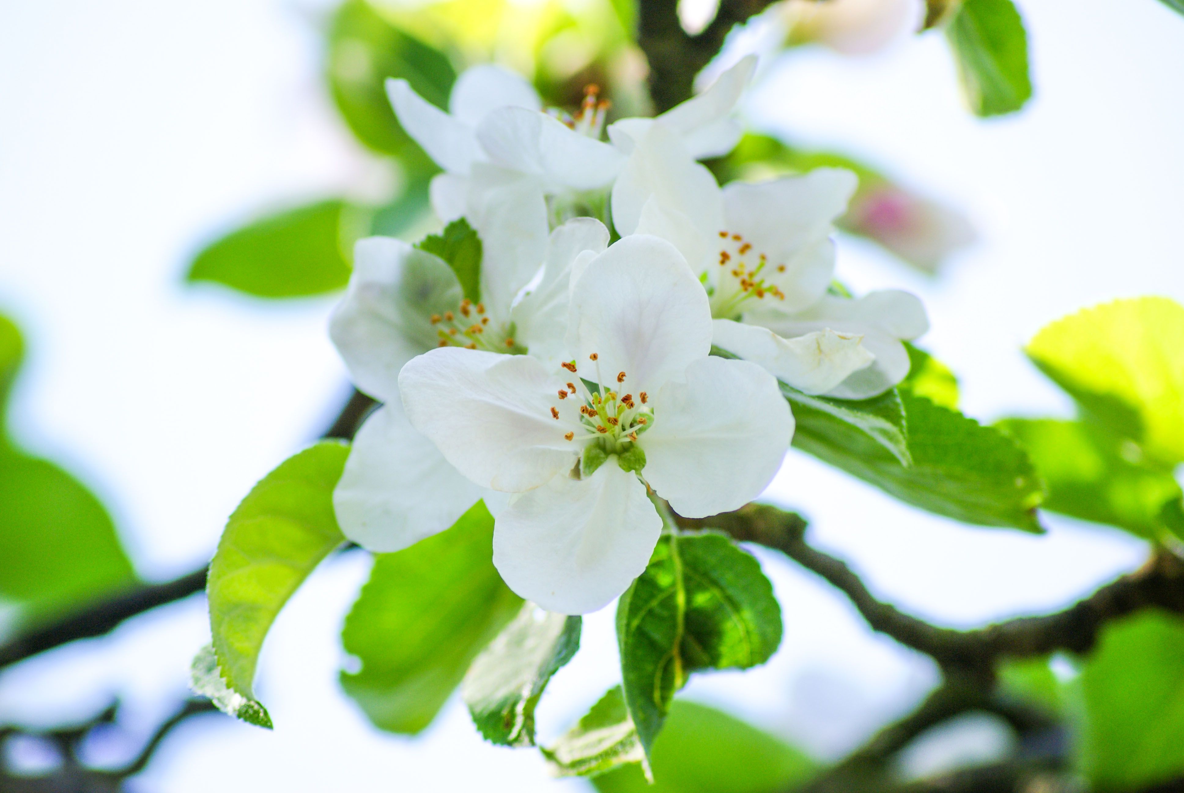 Blommande fruktträd på våren