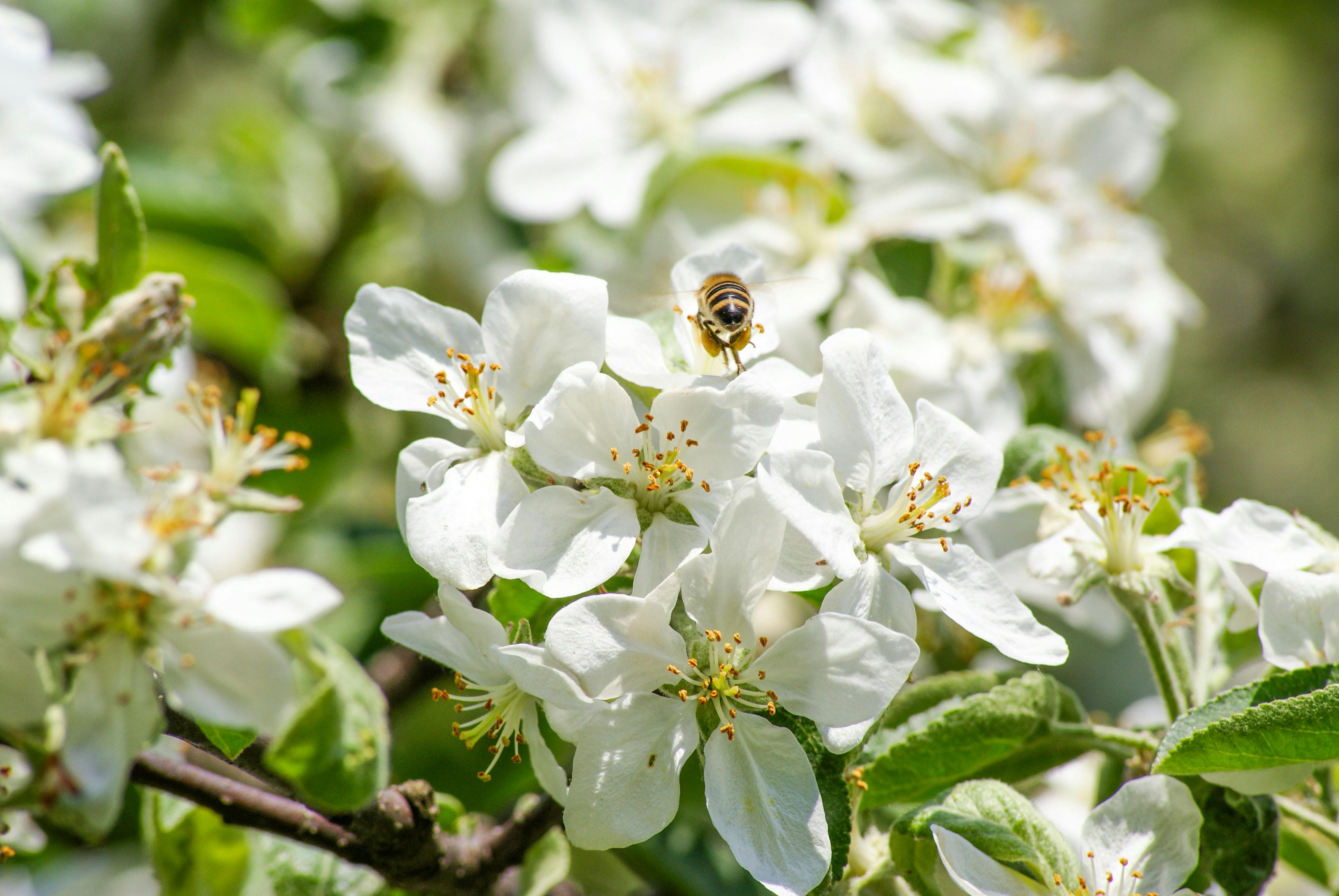 apple blossom bee pollination UK