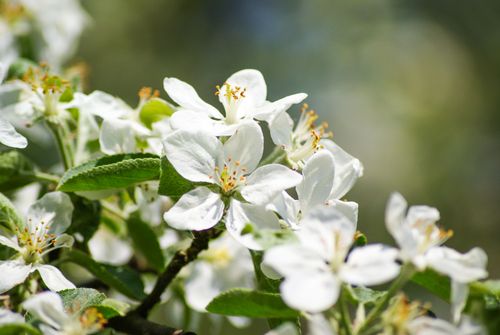 Free Detailed view of white apple blossoms on a tree branch during early spring. Stock Photo