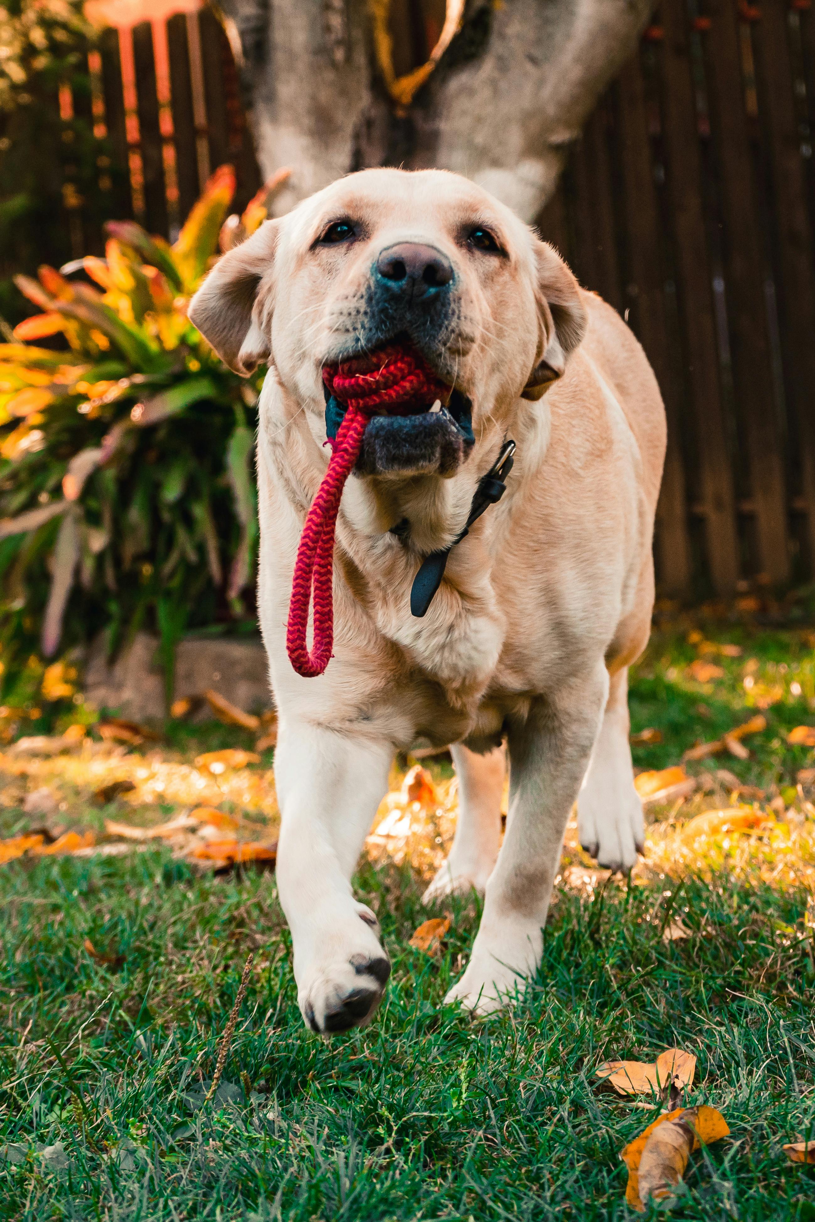 photo of dog walking on grass