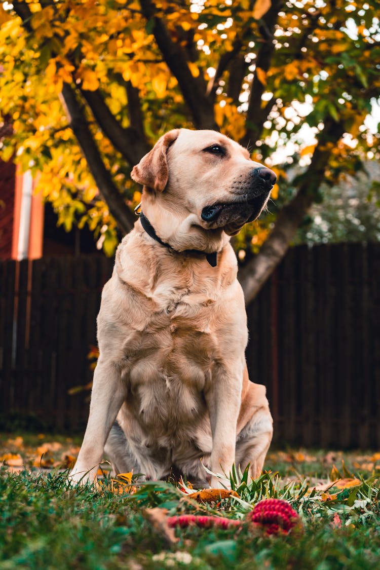 Photo Of Dog Sitting On Grass