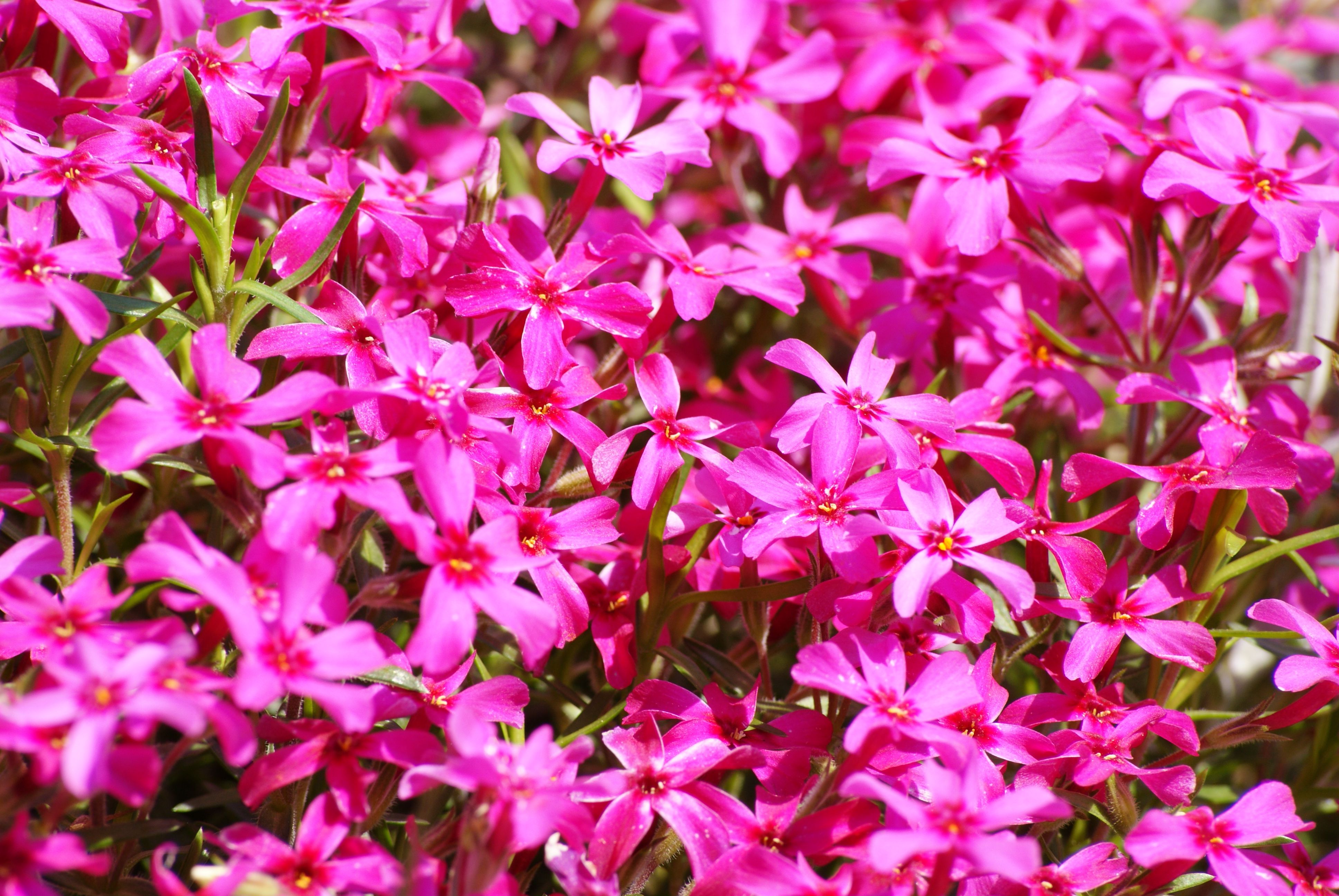 Vibrant Pink Phlox Flowers in Bloom Outdoors · Free Stock Photo