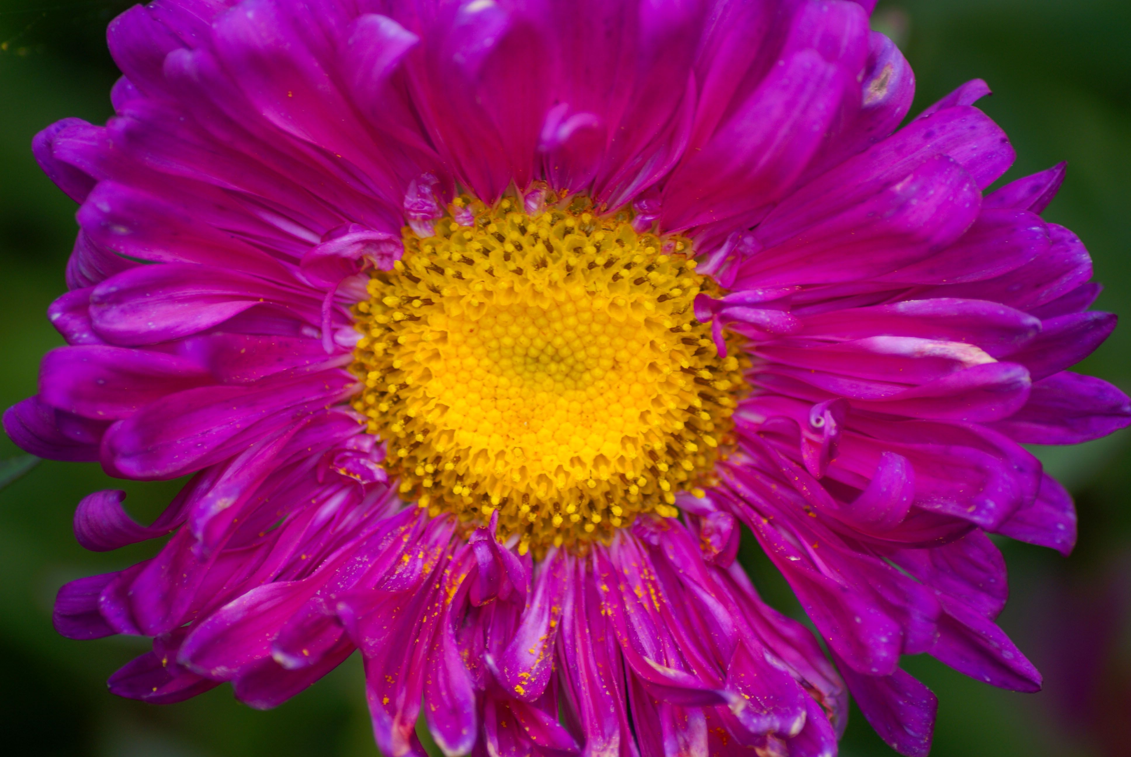 Purple Petal Flower · Free Stock Photo