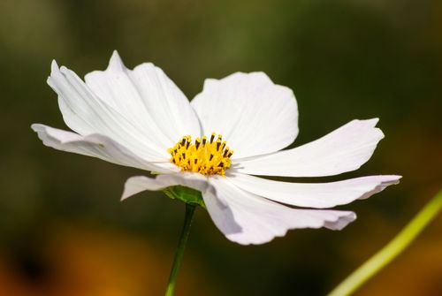Free A detailed close-up of a white cosmos flower showcasing its delicate petals against a blurred background. Stock Photo