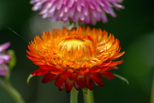 Close-up of an orange strawflower in full bloom with vivid colors and detailed petals.