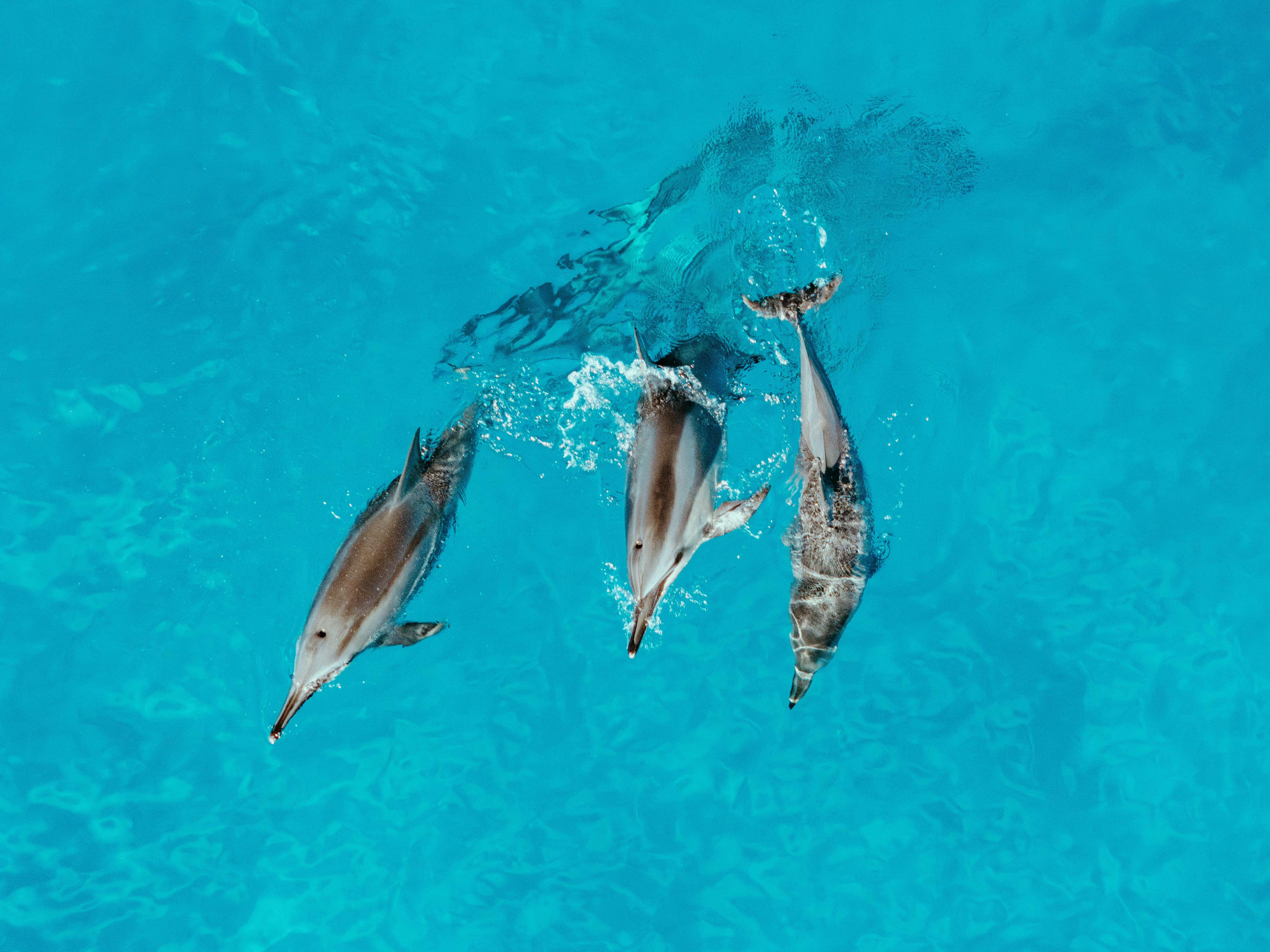 https://www.pexels.com/photo/aerial-view-of-dolphins-swimming-in-clear-blue-water-30390996/