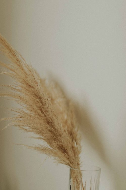 Free Artistic close-up of pampas grass in a glass vase with a muted background. Stock Photo