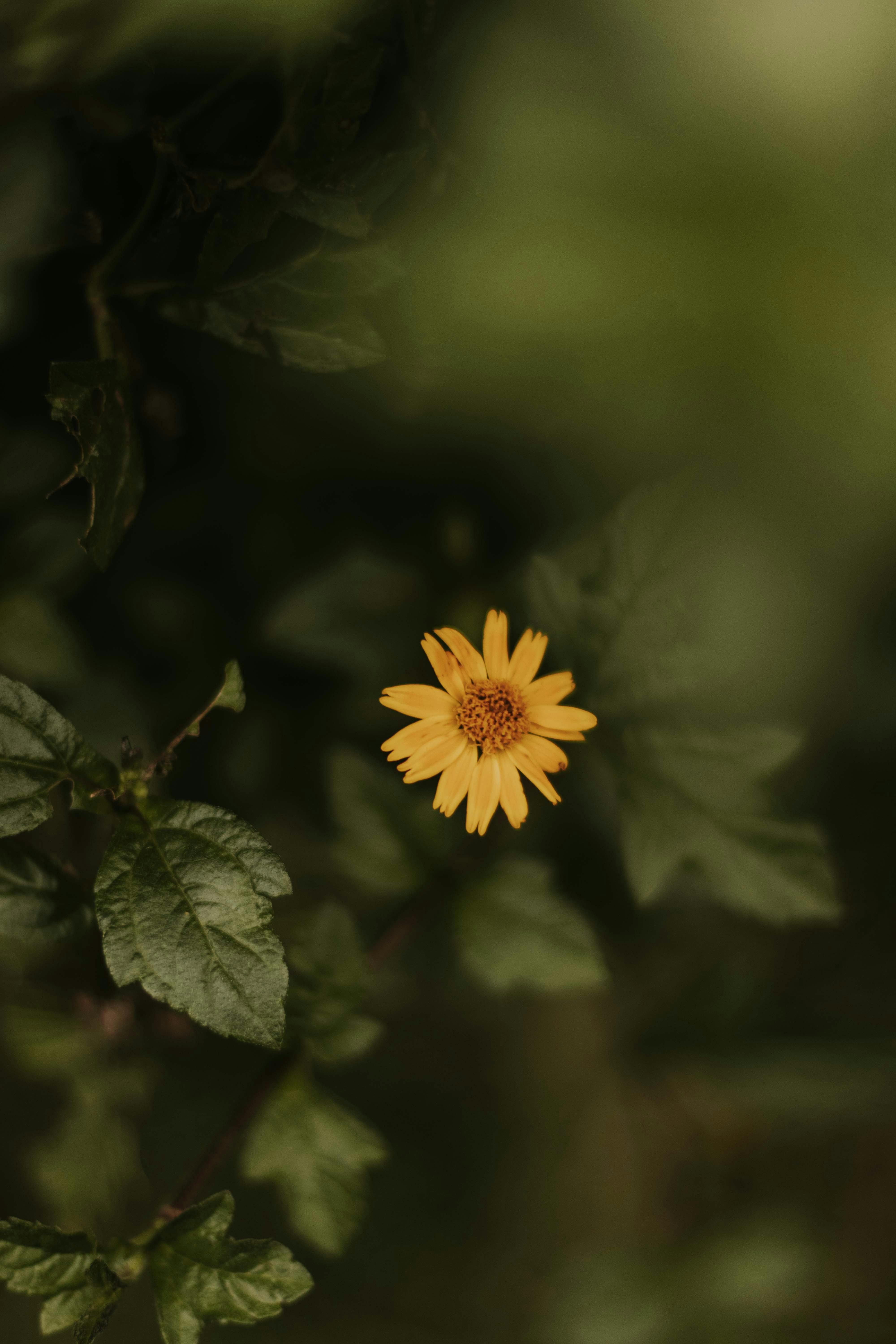 A single yellow flower stands out amidst lush green foliage, capturing the essence of nature's beauty.