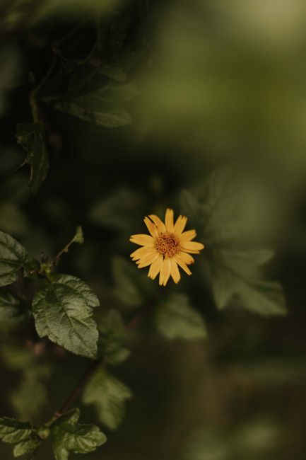 A single yellow flower stands out amidst lush green foliage, capturing the essence of nature's beauty.