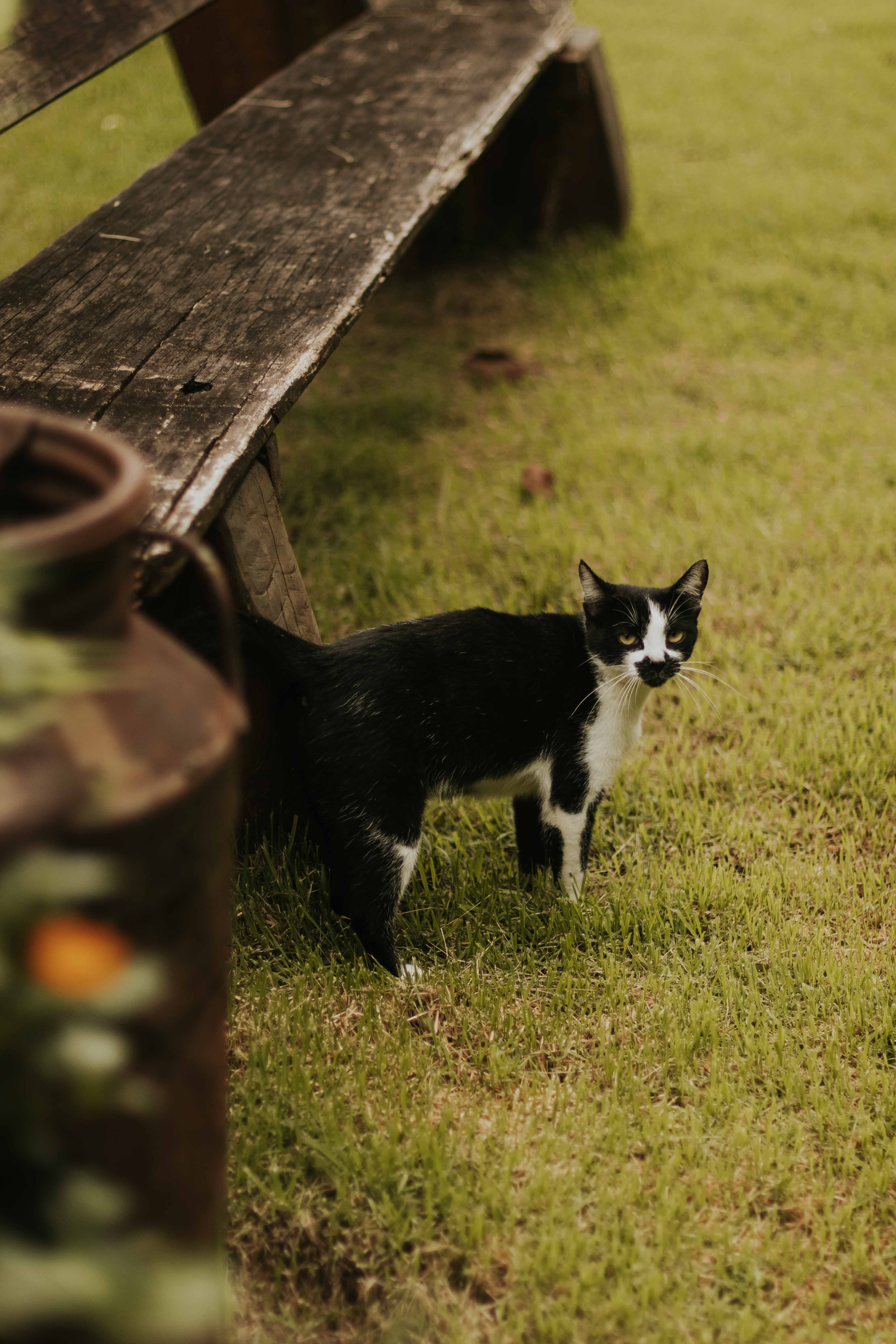 Black and White Cat in a Rustic Outdoor Setting · Free Stock Photo