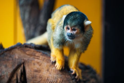 Free Squirrel monkey perched on a tree with vivid background in Ljubljana zoo. Stock Photo