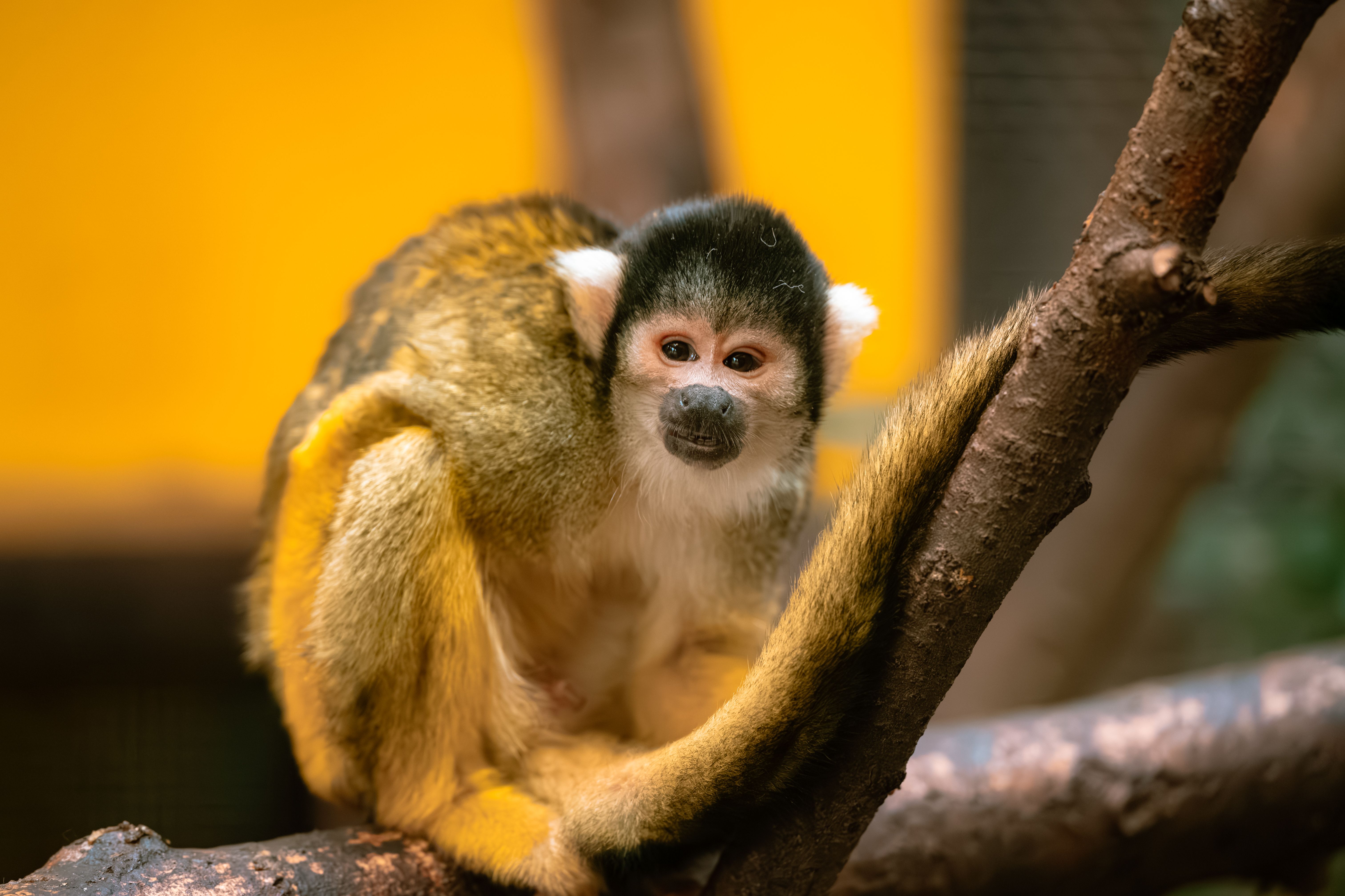 Primer Plano de un Mono Ardilla en el Zoo de Ljubljana · Foto de stock ...