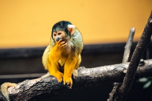 Free A squirrel monkey enjoying its environment on a branch in Ljubljana zoo. Stock Photo