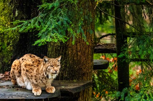 Free A majestic European lynx relaxing in its natural forest habitat, surrounded by lush greenery. Stock Photo