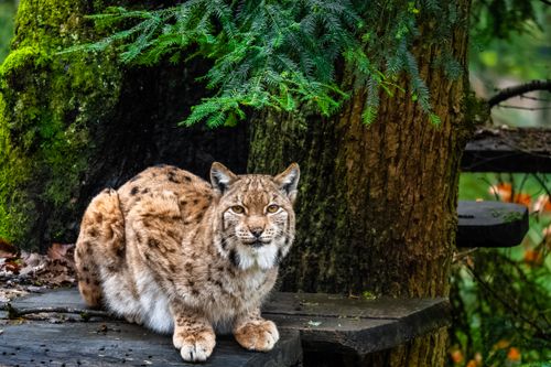 Free A Eurasian lynx resting on a wooden platform, surrounded by lush forest vegetation. Stock Photo