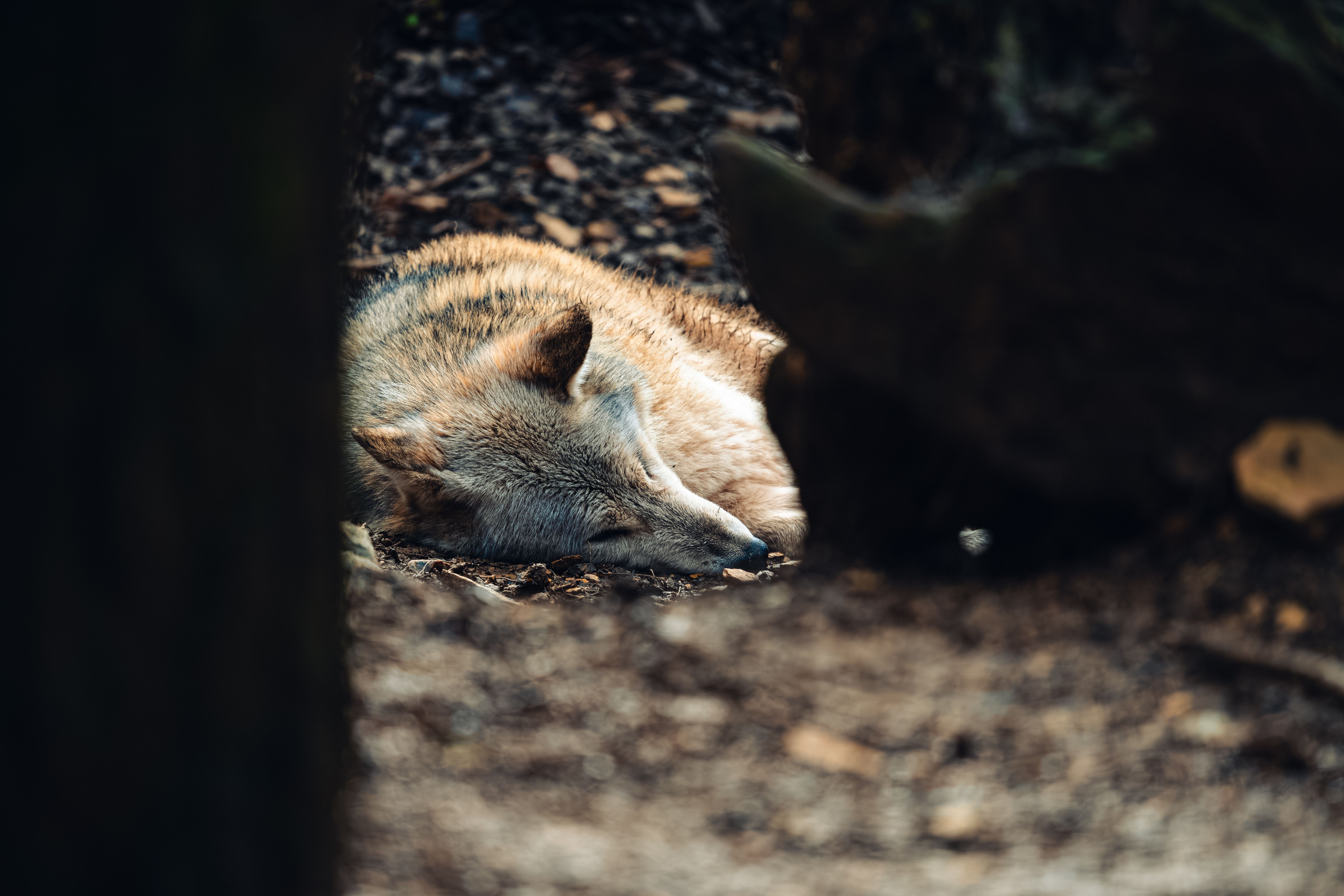 Sleeping Wolf in Sunlit Forest Setting · Free Stock Photo