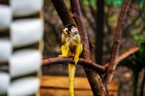 Free Close-up of a squirrel monkey perched on a branch, captured in Ljubljana Zoo. Stock Photo