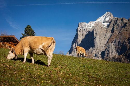 Free Cows grazing on a hillside in Grindelwald, Switzerland, with majestic alpine mountain scenery. Stock Photo