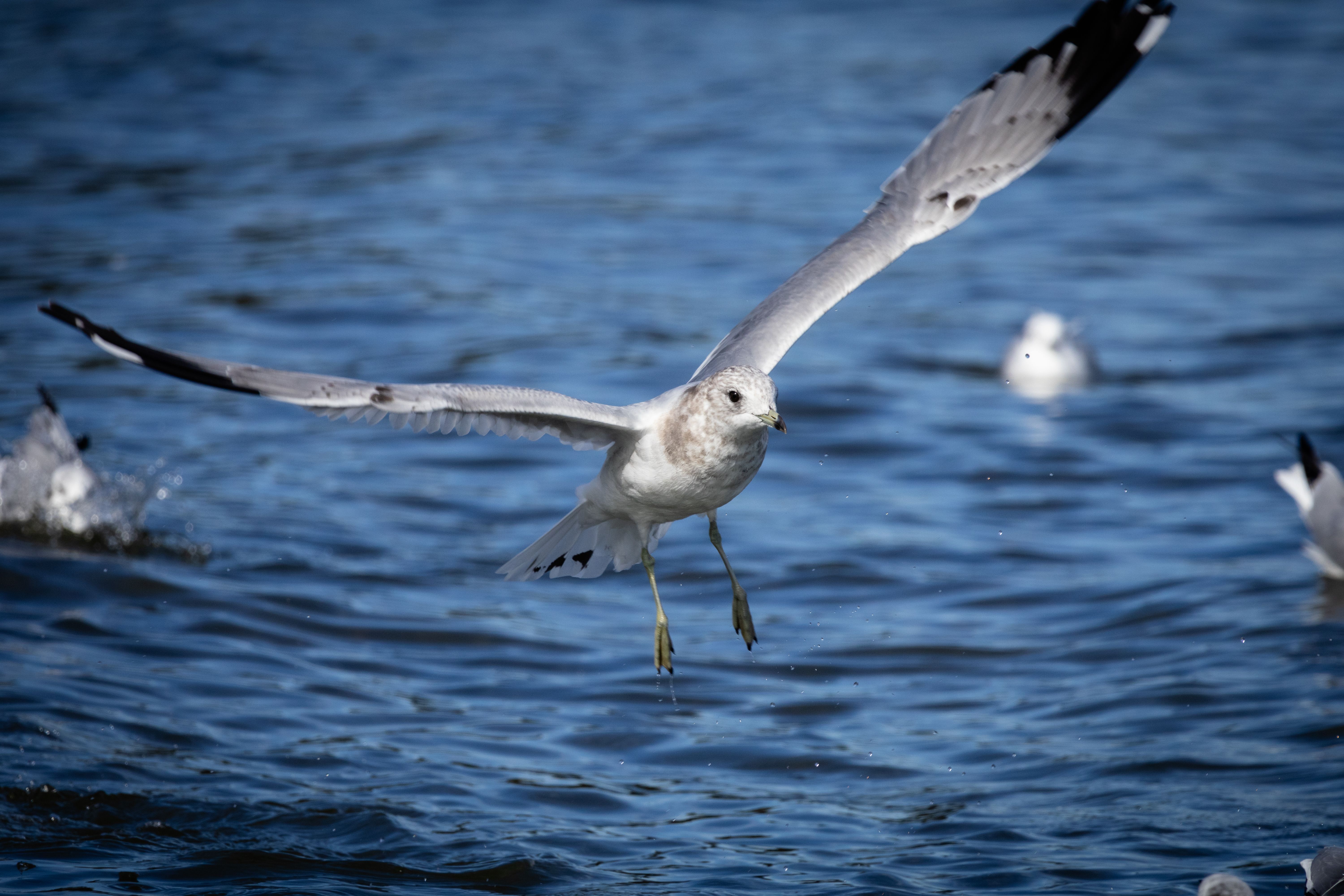 Graceful Seagull Flying Above Ocean · Free Stock Photo
