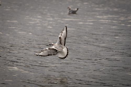 Free Graceful seagull soaring over the calm ocean in Victoria, BC, Canada. Stock Photo