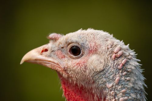 Free Detailed close-up of a domestic turkey's head with a green background. Stock Photo