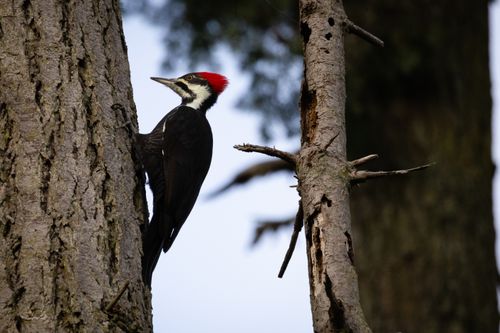 Free A striking Pileated Woodpecker rests on a tree in Victoria, BC, showcasing its vibrant red crest. Stock Photo